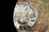 Round Fossil Goniatite Dish #73991-1